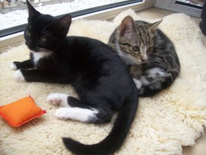 Finda und Luna 063.jpg