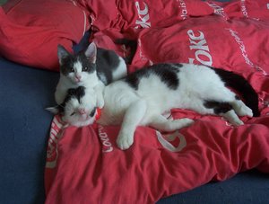 Sissi & Garfield.JPG