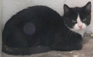 Schwarz-weiß Kater 2,6 kg.jpg Schwarz-weiß Kater 2,6 kg.jpg