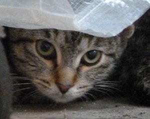 Tiger Katze 2,1 kg.jpg Tiger Katze 2,1 kg.jpg