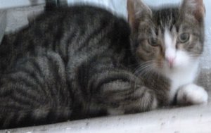 Tiger mit weiß Kater 2,3 kg.jpg Tiger mit weiß Kater 2,3 kg.jpg