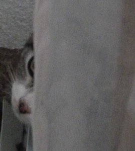 Silbertiger Kater 2,6 kg.jpg Silbertiger Kater 2,6 kg.jpg