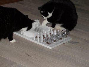 KatzenMitSpielbrett.jpg