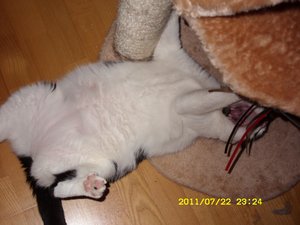 Hilfe, das Spielzeug greift mich an.jpg