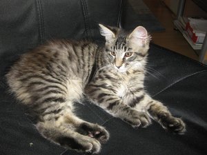 Sir Lancelot von Giersbach 008_1824x1368.jpg