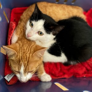 91A3C57D-6647-4496-A230-DB14478D1B8C.jpeg 91A3C57D-6647-4496-A230-DB14478D1B8C.jpeg