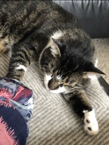 Wilhelm-schläft.jpg Wilhelm-schläft.jpg