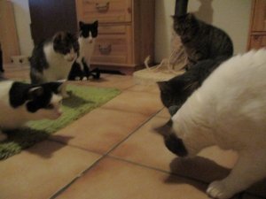 IMG_3604.JPG IMG_3604.JPG