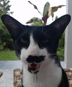 Kopie Yoda20190609_190823.jpg Kopie Yoda20190609_190823.jpg