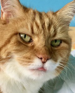 DE83D10D-7370-4335-AF04-B60040EE4F1C.jpeg DE83D10D-7370-4335-AF04-B60040EE4F1C.jpeg