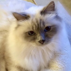 010B31FA-BFAF-4EBE-896D-23038BFF7FAD.jpeg 010B31FA-BFAF-4EBE-896D-23038BFF7FAD.jpeg