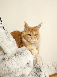 Earth Katzenbaum.jpg