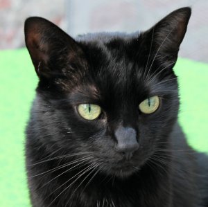 Felix von MeikeM-2013.jpg