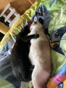 2A52E945-F6ED-4958-B321-3C3802C8523D.jpeg 2A52E945-F6ED-4958-B321-3C3802C8523D.jpeg