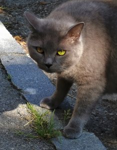 Rusky_blinzelt.jpg Rusky_blinzelt.jpg