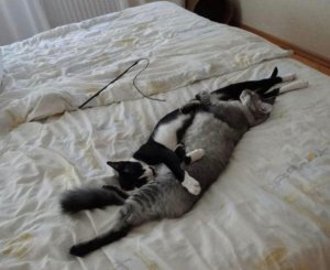 Screenshot_20211026-210505_Gallery.jpg Screenshot_20211026-210505_Gallery.jpg