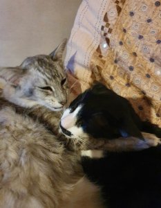 Screenshot_20210821-163527_Gallery.jpg Screenshot_20210821-163527_Gallery.jpg