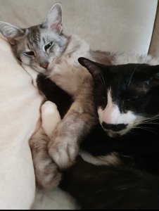 Screenshot_20210328-233805_Gallery.jpg Screenshot_20210328-233805_Gallery.jpg