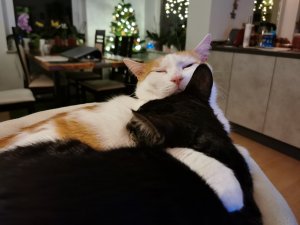 IMG_20211127_220103.jpg IMG_20211127_220103.jpg