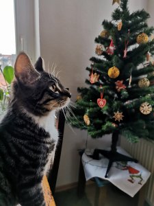 IMG_20211129_094619.jpg IMG_20211129_094619.jpg