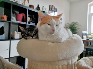 IMG_20211129_141543_edit_622347364617015.jpg IMG_20211129_141543_edit_622347364617015.jpg