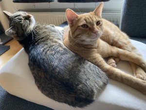 FC5FBBA5-9596-4DC7-BD43-B5A8C84137D3.jpeg FC5FBBA5-9596-4DC7-BD43-B5A8C84137D3.jpeg