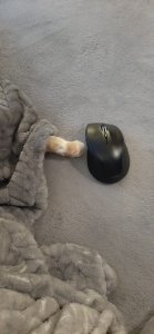 Minou und die Maus.jpg