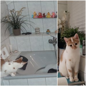 Mienchen Badewanne.jpg