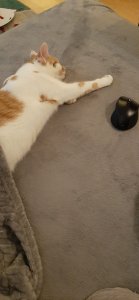 Minou und die Maus2.jpg