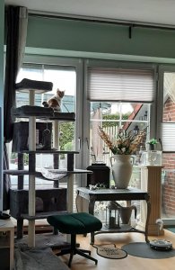 Minous neuer Kratzbaum.jpg