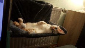 Frodofüßlein Minou.jpg