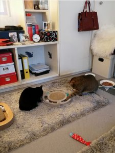 Screenshot_20220212_205852.jpg Screenshot_20220212_205852.jpg