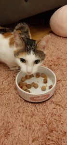 Paula beim 1.Fressen.jpg