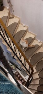 Treppen-Minou.jpg
