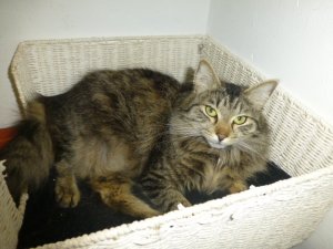 Gonzo 002.JPG Gonzo 002.JPG