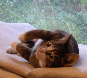 Charly will wohl kuscheln.jpg