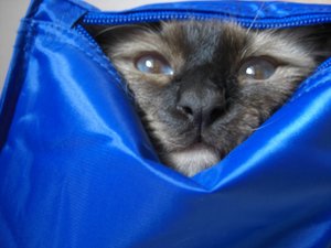 Katzen August 2011 014.jpg