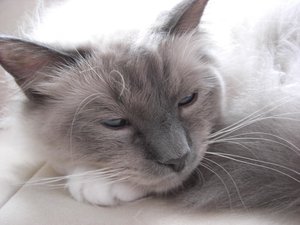 Katzen August 2011 021.jpg