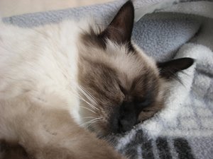 Katzen August 2011 016.jpg