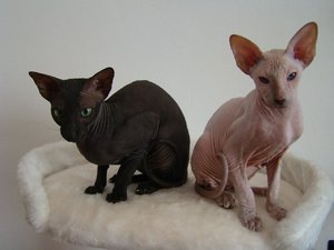 Mercedes, Keona 3.jpg