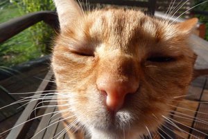 herbstfoto102011 061.jpg