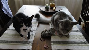 essen ist fertig.jpg