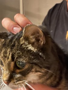 5DCB8D71-2A6C-41A6-9A00-4074C1F80718.jpeg 5DCB8D71-2A6C-41A6-9A00-4074C1F80718.jpeg