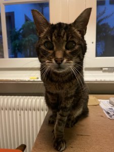 CBC29A69-0275-4B27-9199-070D738E5163.jpeg CBC29A69-0275-4B27-9199-070D738E5163.jpeg