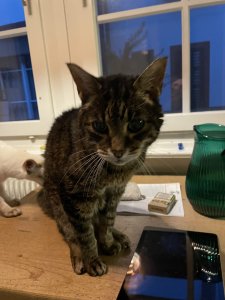 7D4477CE-F439-4C68-B118-28474E6108C0.jpeg 7D4477CE-F439-4C68-B118-28474E6108C0.jpeg