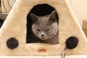 LadyBeauty002.jpg LadyBeauty002.jpg