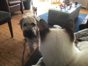 012B0127-8456-4B9A-86B1-6CFED50D147D.jpeg 012B0127-8456-4B9A-86B1-6CFED50D147D.jpeg