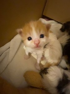 Kitten3.jpg