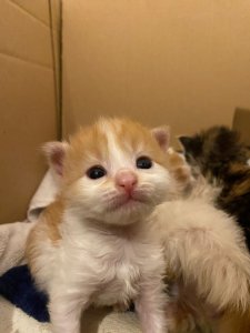 Kitten4-5.jpg