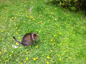 Cathi Garten 20192.JPG